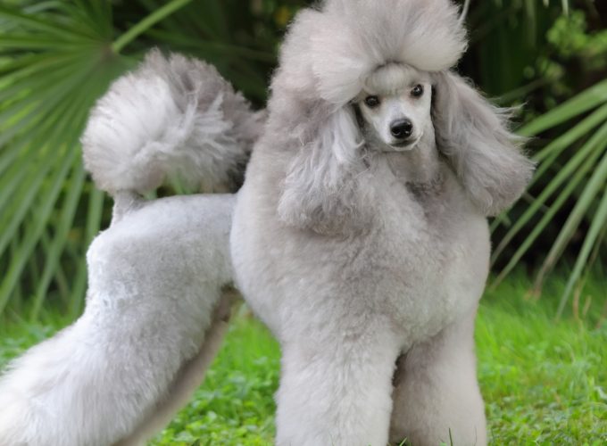 Wallpaper Poodle, grey, grass, cute animals, Animals 1951613131